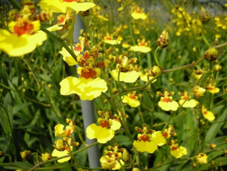 #1文心蘭切花oncidium